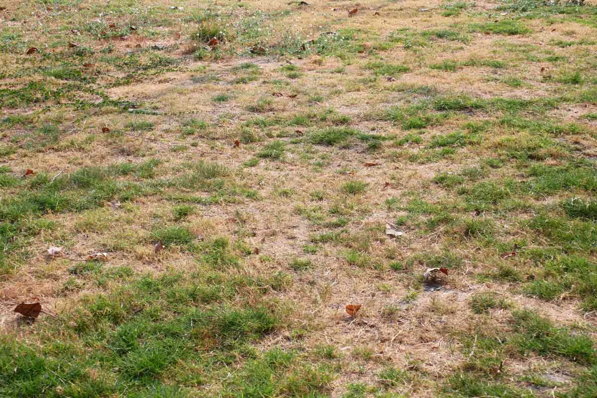 Before: brown patchy lawn