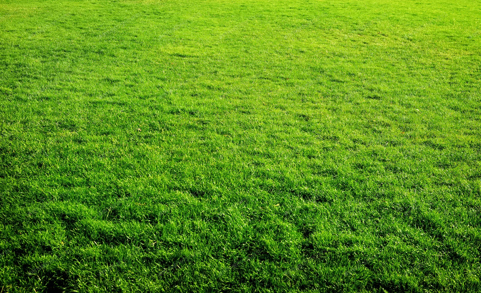 Lawn - Before